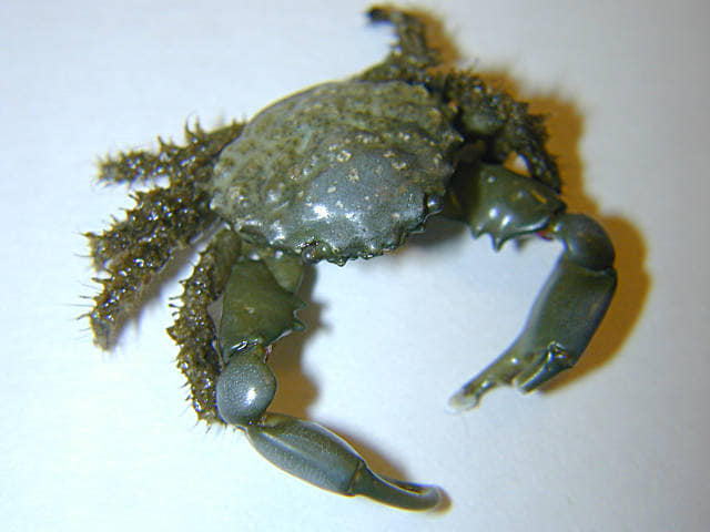 Bezobratlé