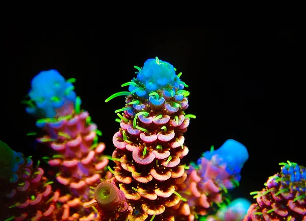 Sps
