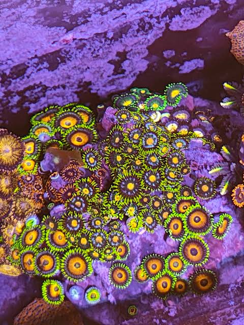Zoa/paly