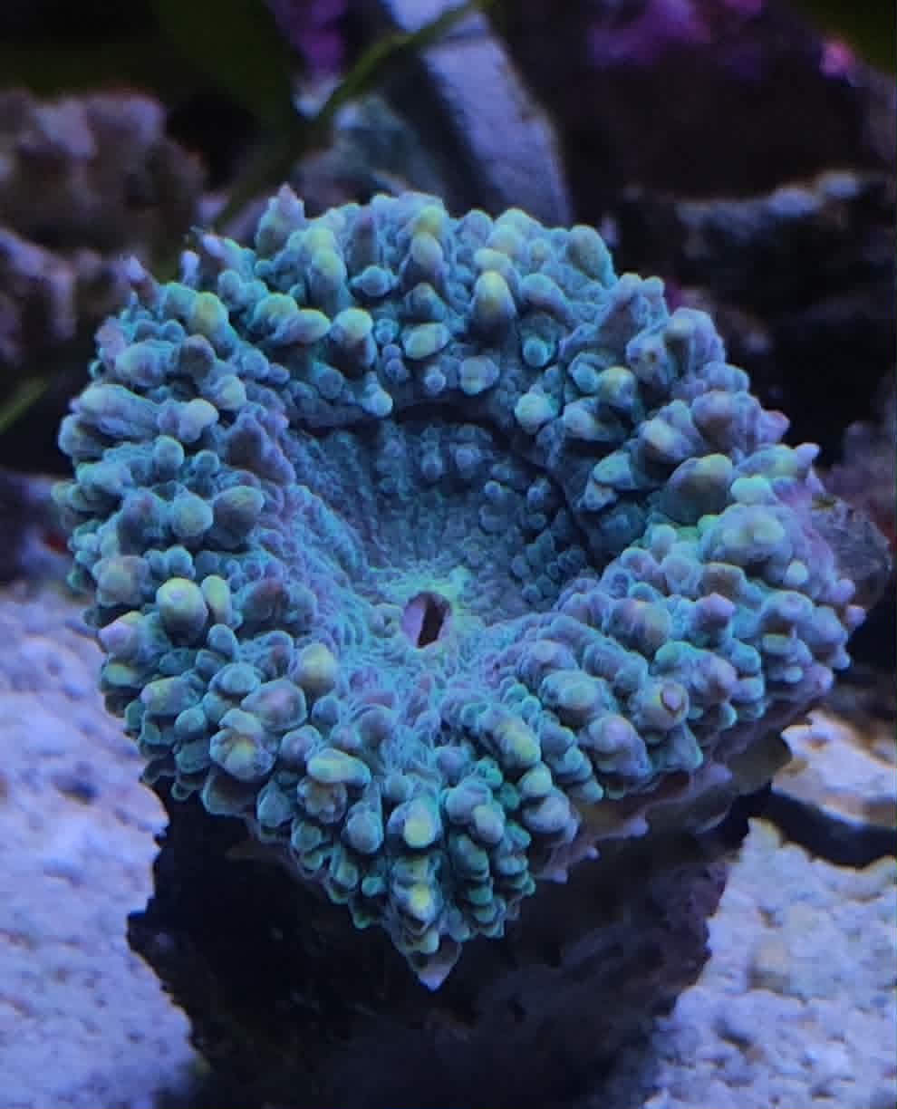 Lobophyllia sp