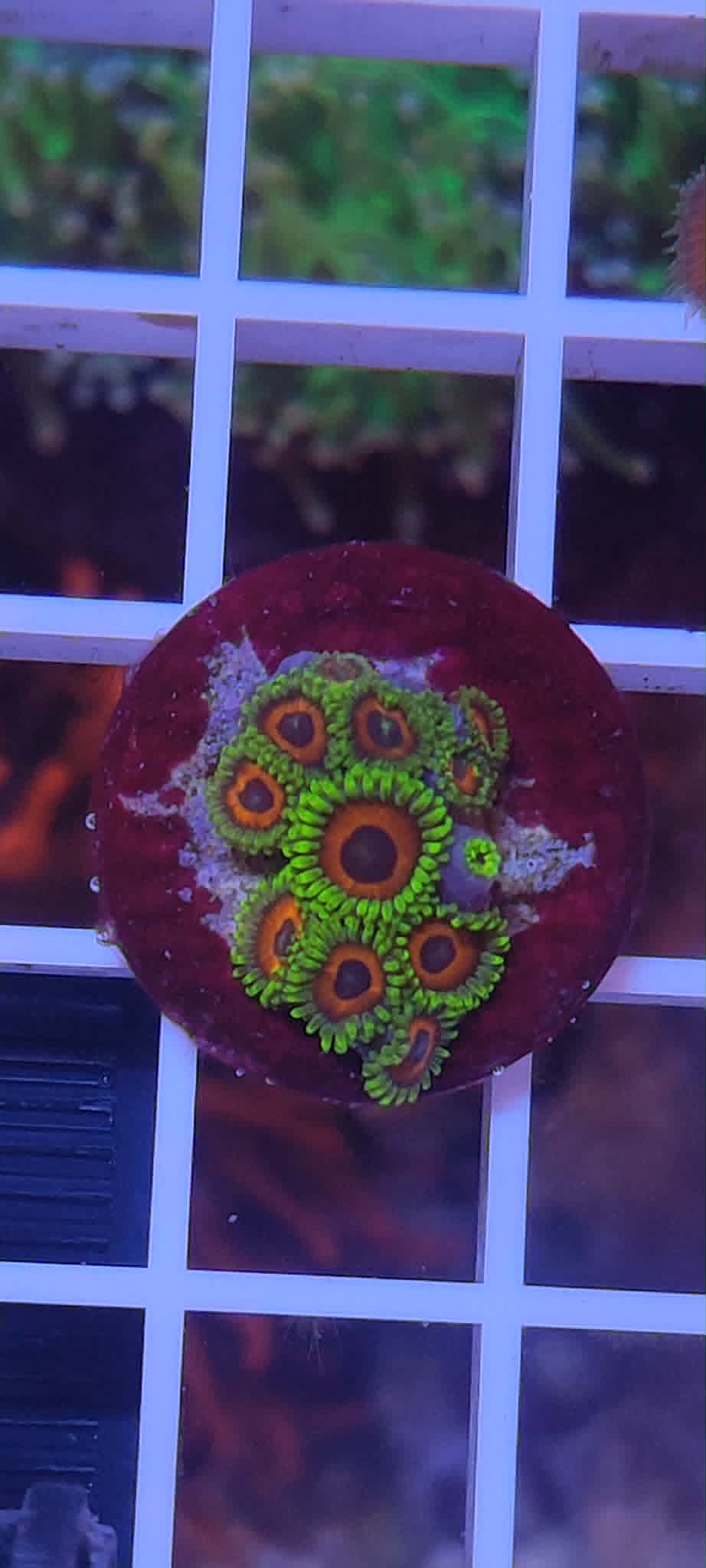 Zoanthus watermelon