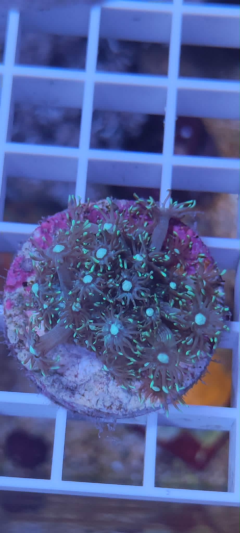 Goniopora sp