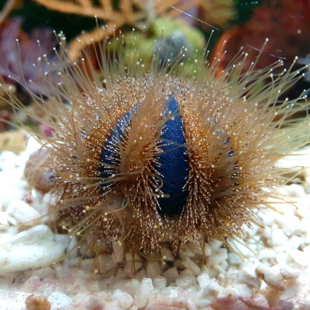 Mespilia globulus blue