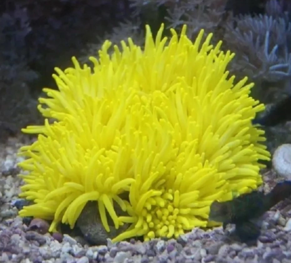 Heteractis malu Yellow