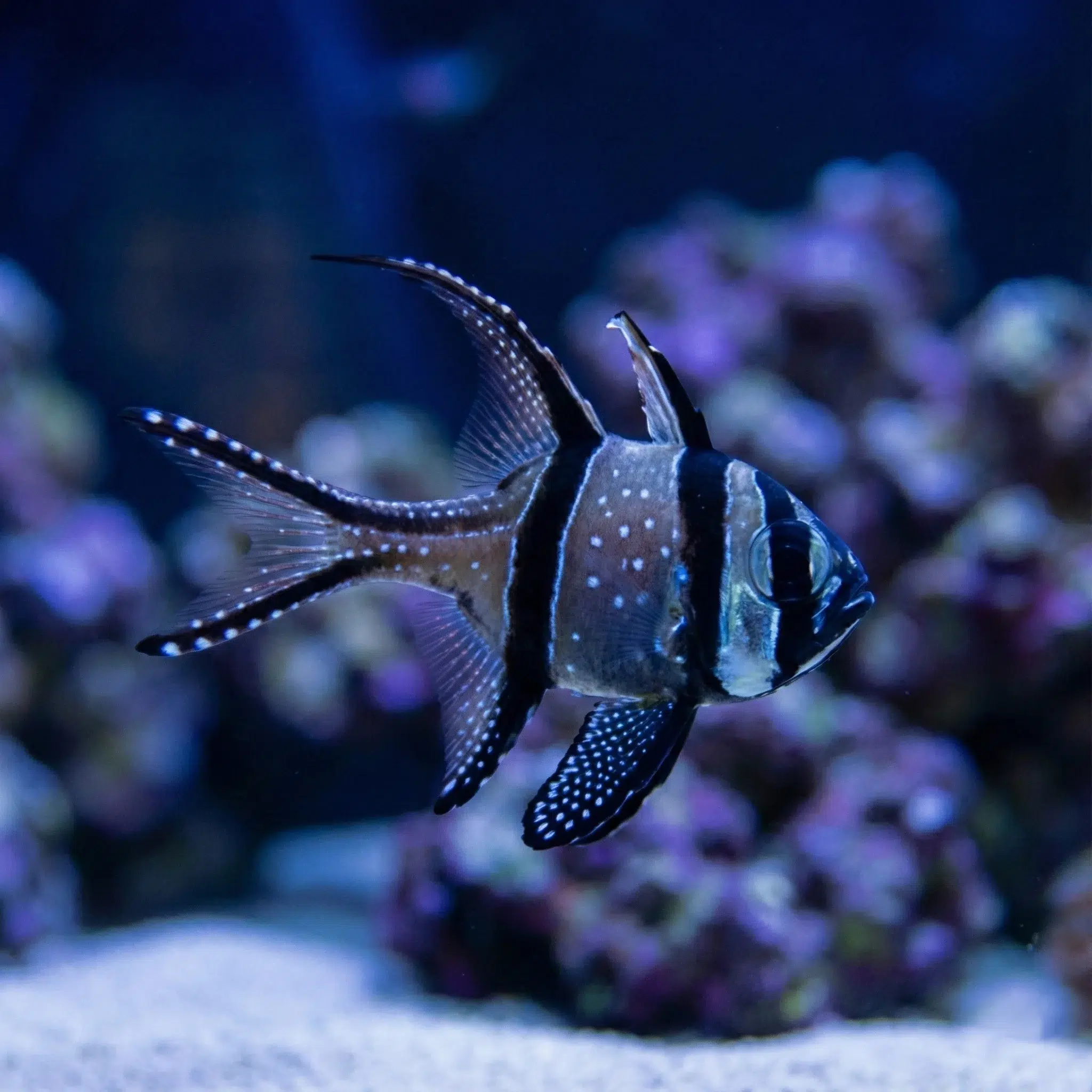 Pterapogon kauderni