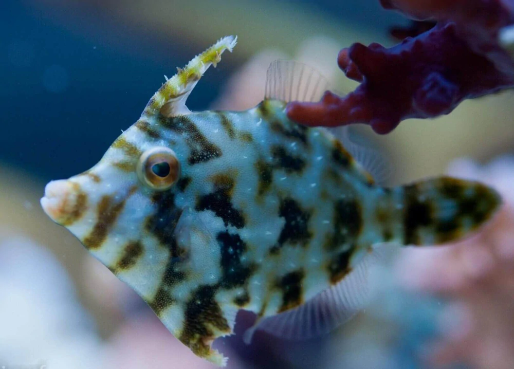 Acreichthys tomentosus