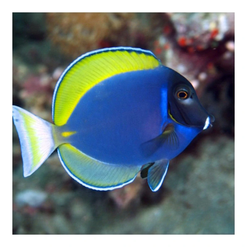 Acanthurus leucosternon