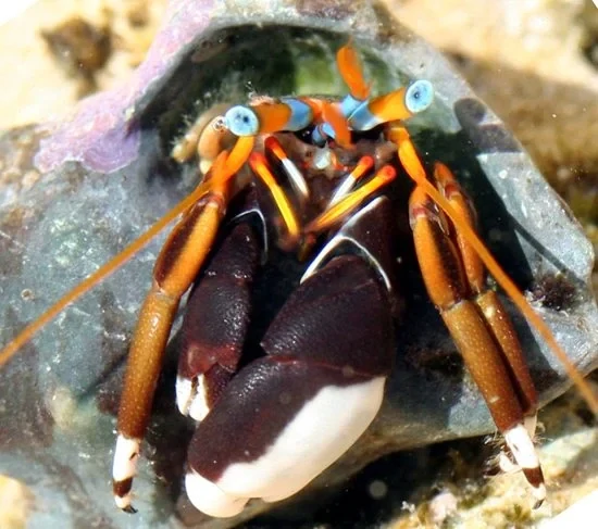 Calcinus laevimanus