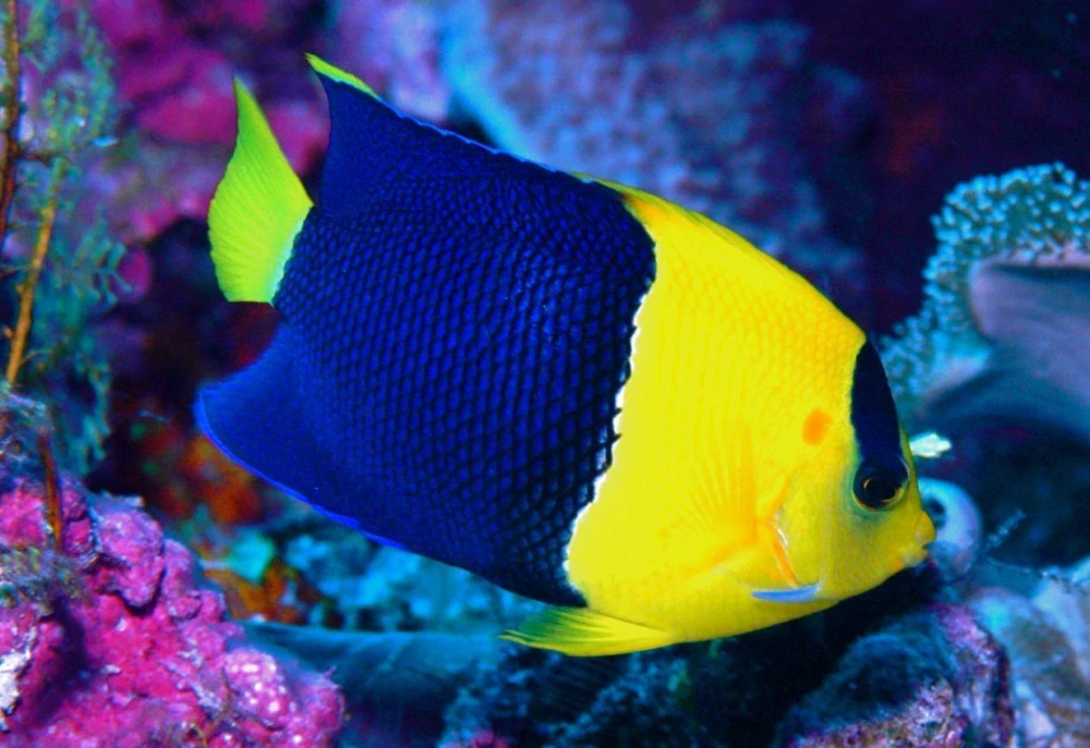 Centropyge bicolor