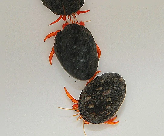 Clibanarius rutilus