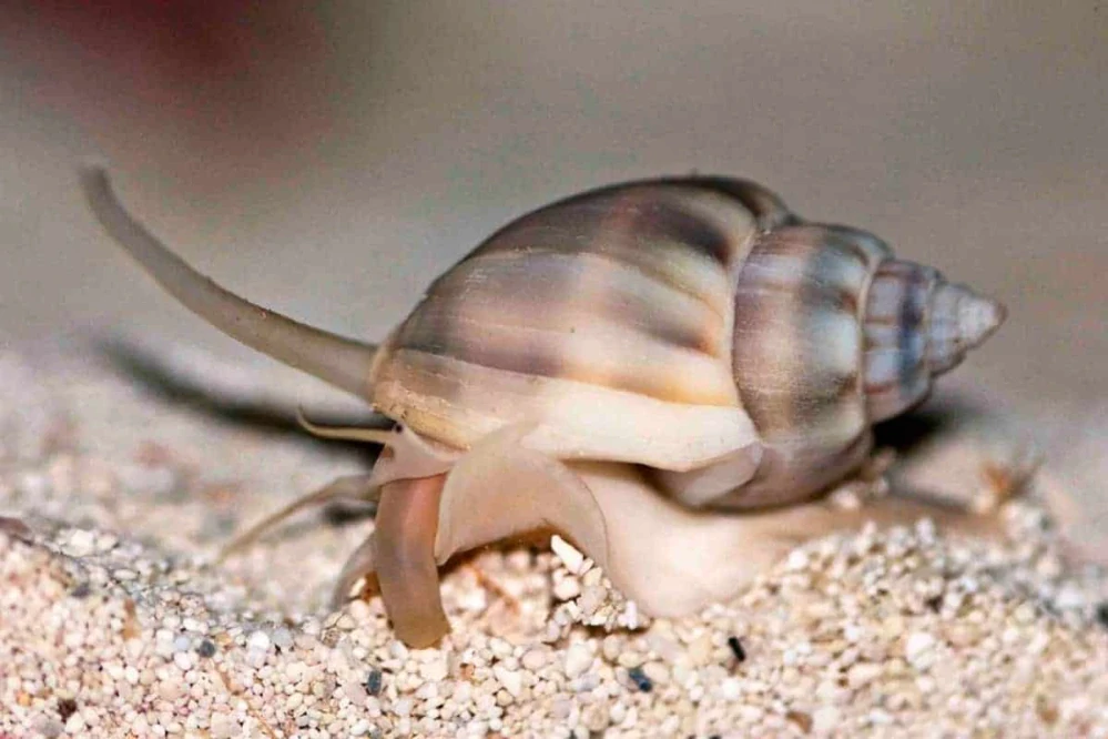 Nassarius