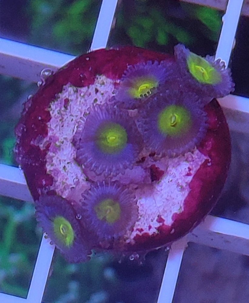 Zoanthus AOI