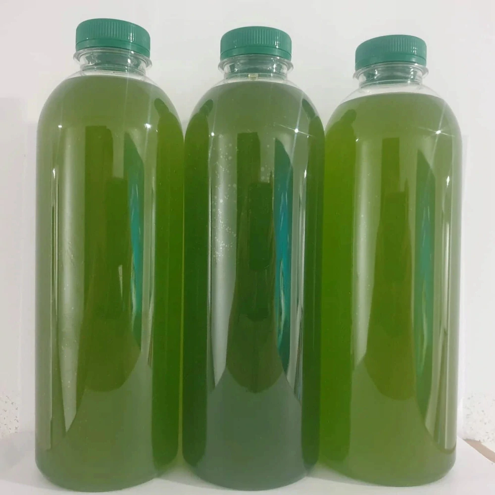 Nannochloropsis salina phytoplankton