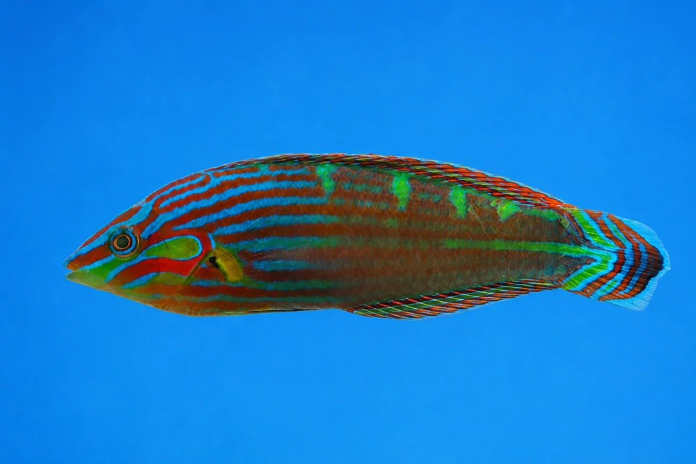Halichoeres melanurus