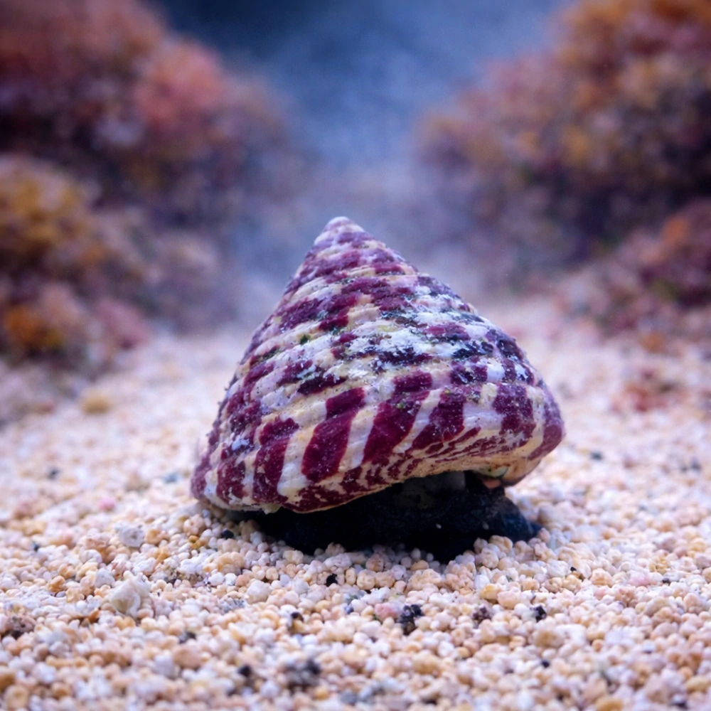 Trochus histrio