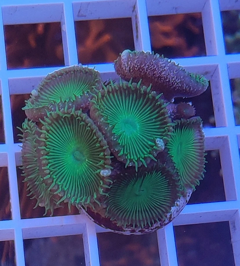 Palythoa green