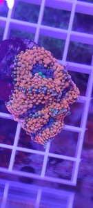 Ricordea florida orange 4 hlavy