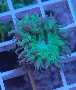 Duncanopsammia axifuga