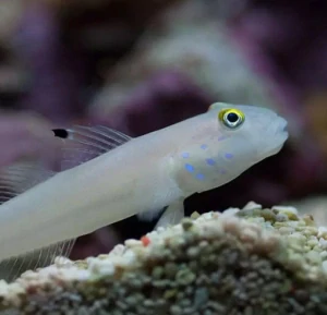 Valenciennea sexguttata