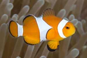 Amphiprion ocellaris S 2-3cm