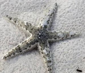 Archaster typicus