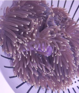 Heteractis magnifica