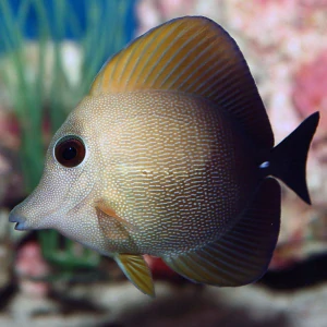 Zebrasoma scopas