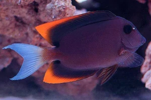 Ctenochaetus tominiensis
