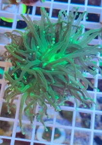 Euphyllia glabrescens 4 hlavy