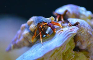 Calcinus tibicen