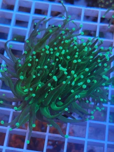 Euphyllia glabrescens 4head