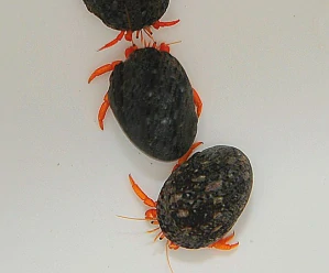 Clibanarius rutilus