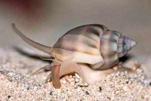 Nassarius 