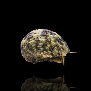 Turbo brunneus