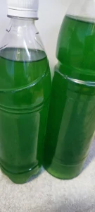 Nannochloropsis salina phytoplankton