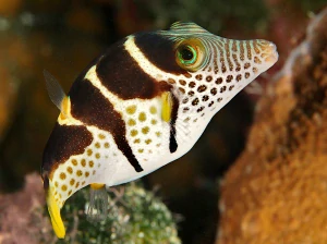 Canthigaster valentini (Valentinov štvorzubec)