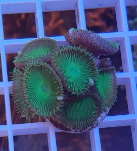 Palythoa green