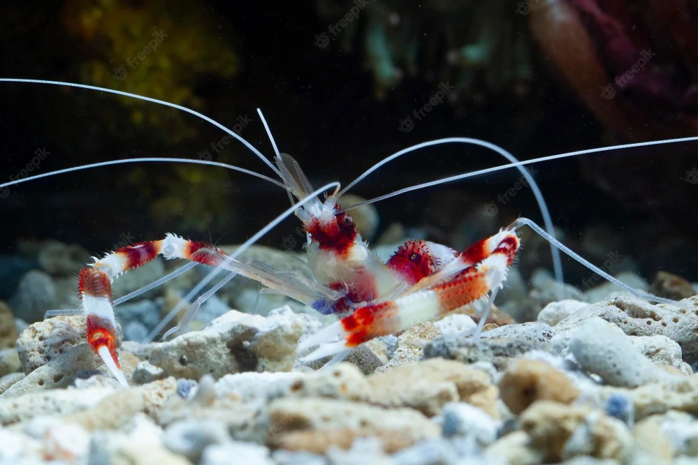 Stenopus hispidus