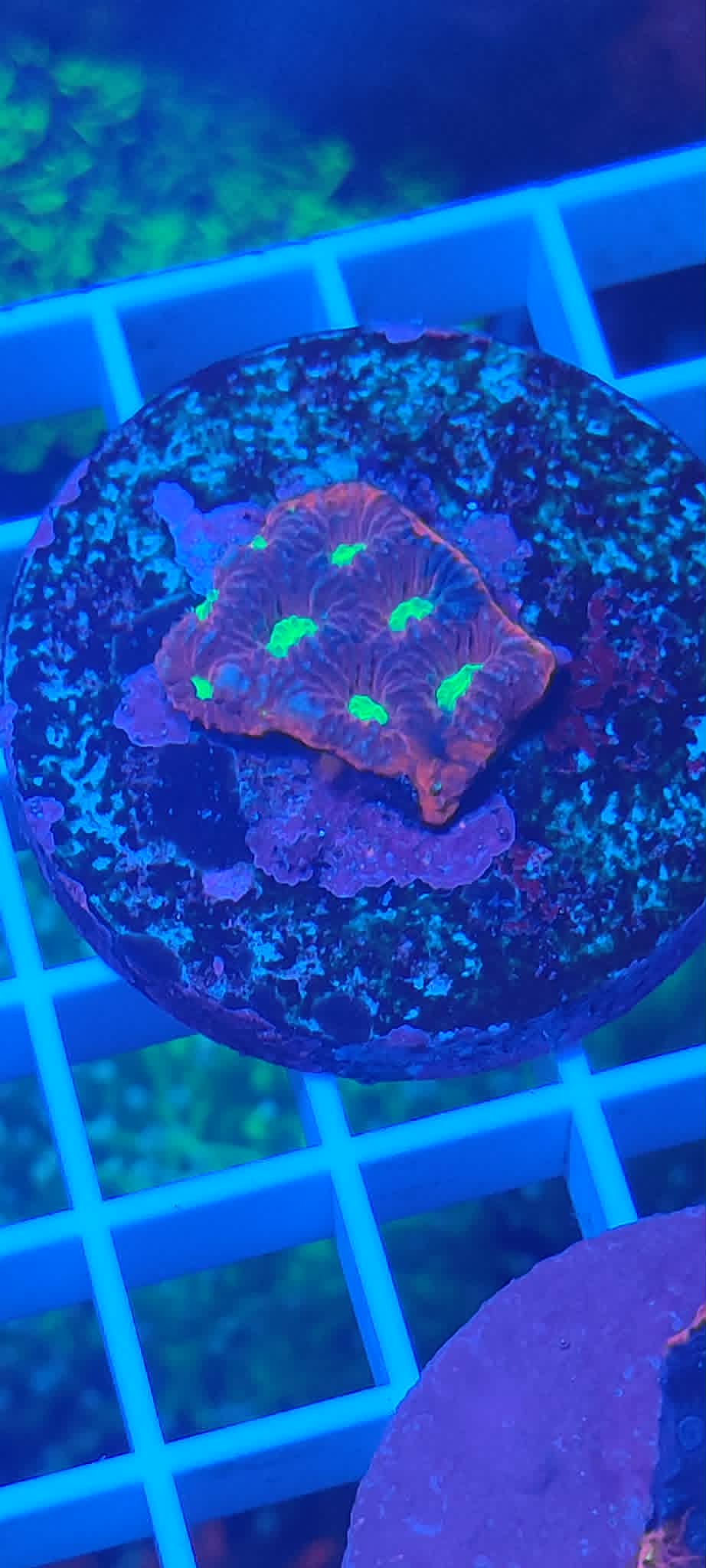 Platygyra sp Premium