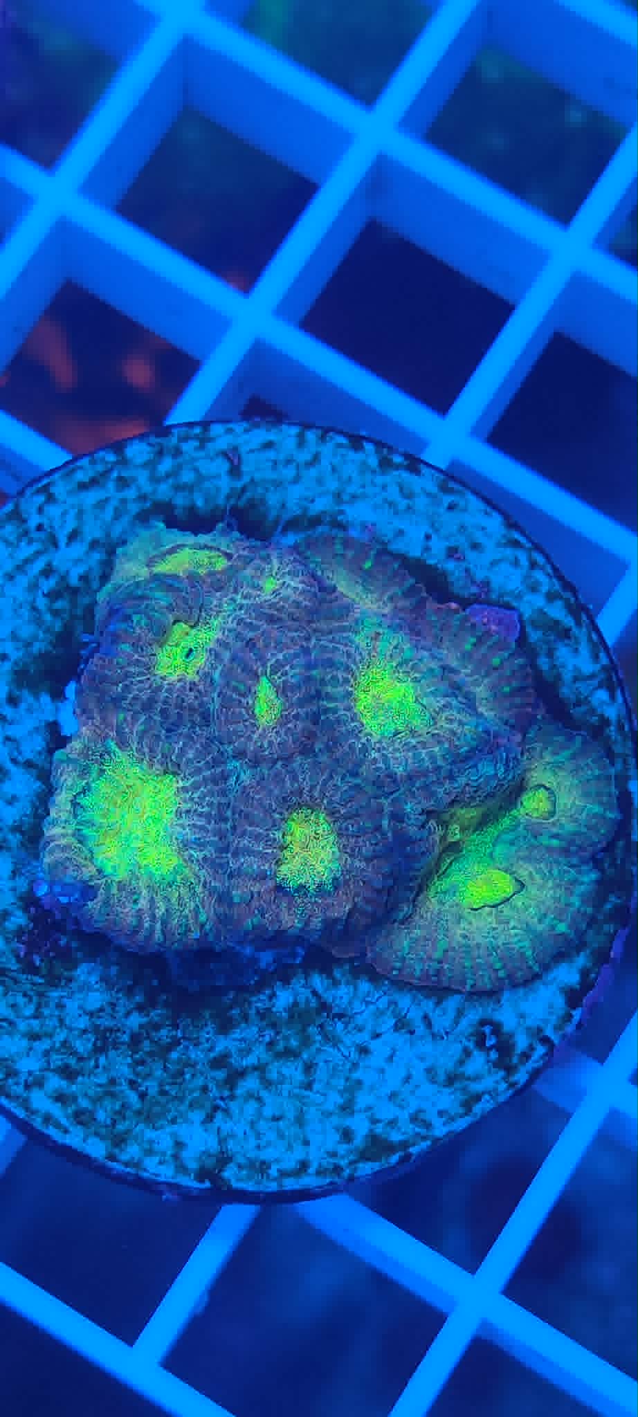 Goniastrea sp Premium