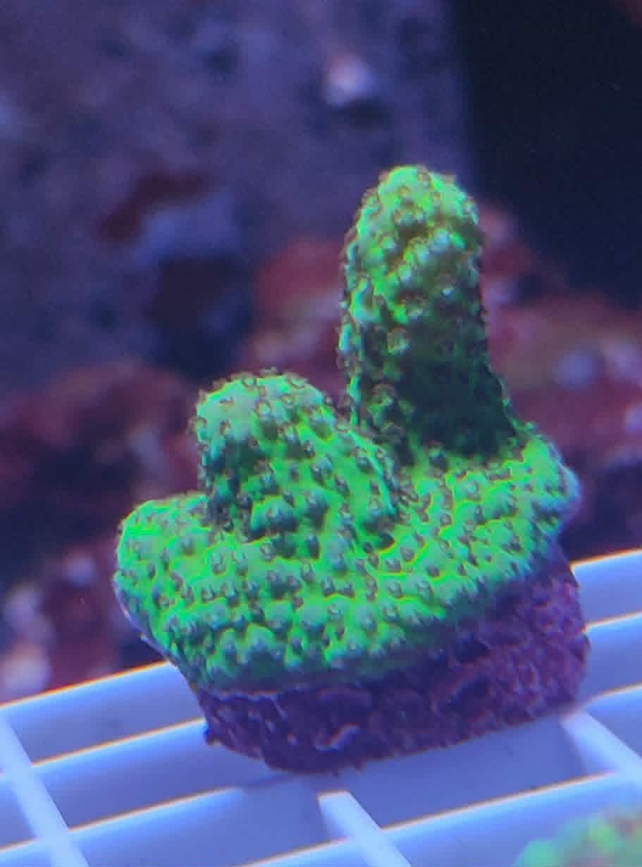 Acropora sp
