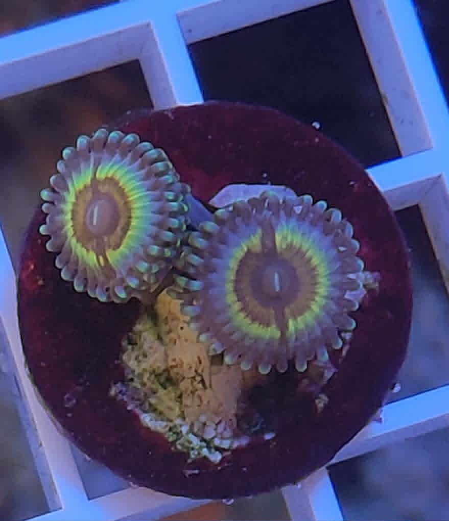 Zoanthus sonic flare