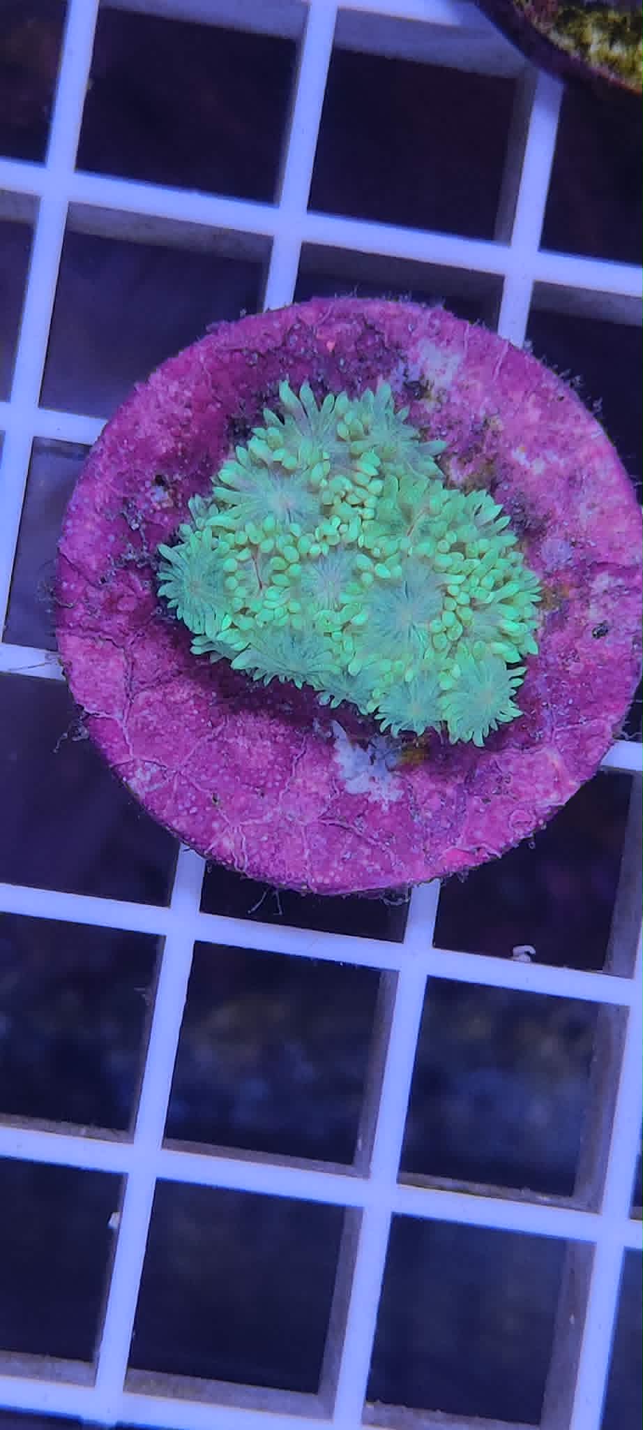 Goniopora sp