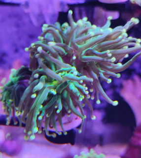 Euphyllia glabrescens