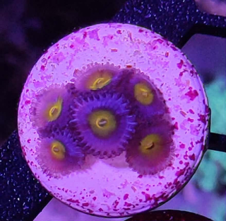 Zoanthus AOI
