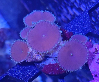 palythoa purple death
