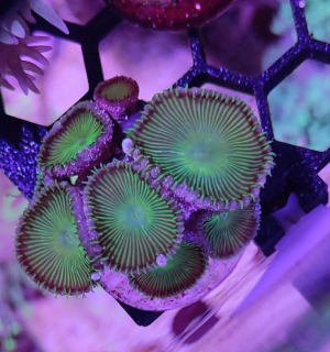 palythoa green