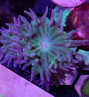duncanopsammia axifuga