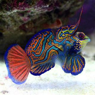Synchiropus splendidus