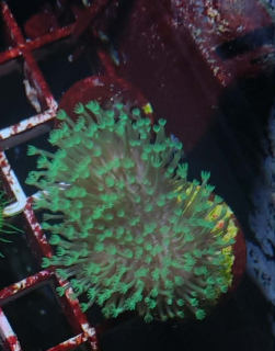 Sarcophyton green